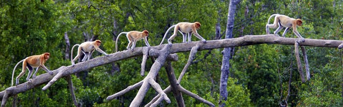 Proboscis monkeys walking on a fallen tree branch
