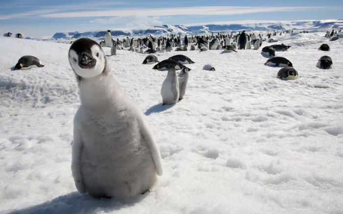 Emperor Penguin Chick in Snowy Antarctic Colony