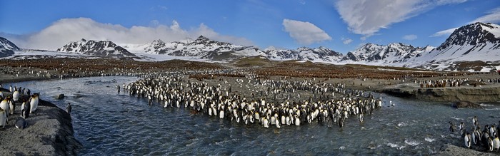 King Penguins on a Rocky Shore with Snow-Capped Mountains