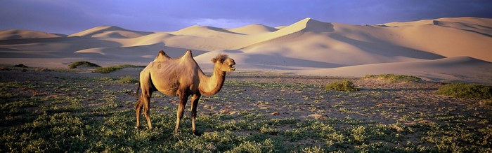 Camel in a desert landscape with sand dunes