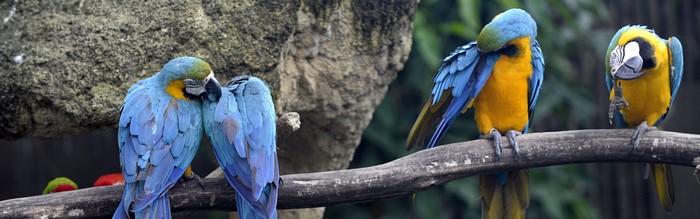 Four blue and yellow macaws perched on a branch