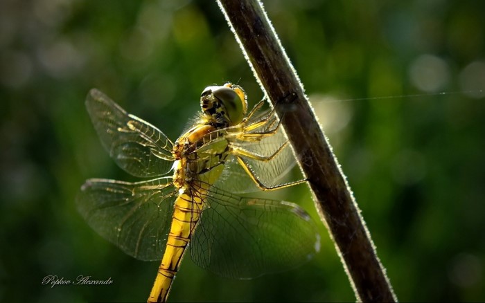 Dragonfly on a plant stem in sunlight