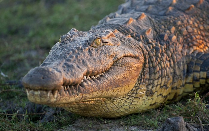 Close-up of a Nile crocodile on grassy ground