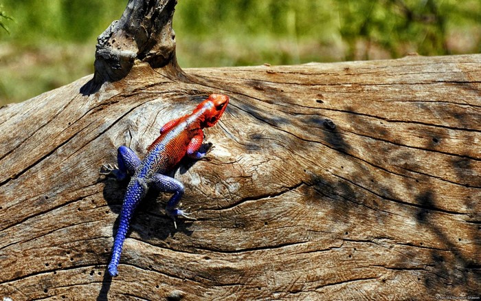 Agama lizard on a fallen log
