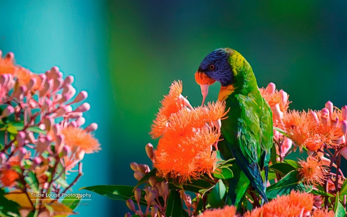 Vibrant Parrot Among Bright Orange Flowers