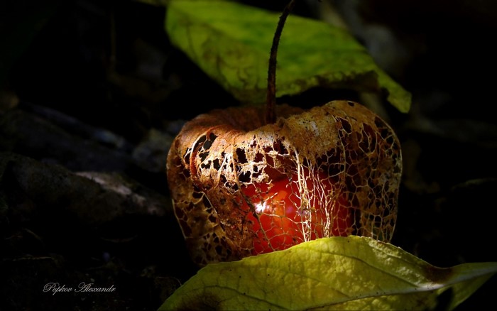 Close up of a dried Chinese lantern with a red fruit inside