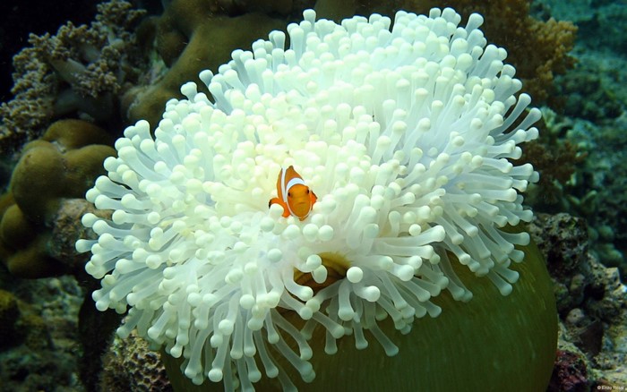 Clownfish in a white sea anemone on a coral reef