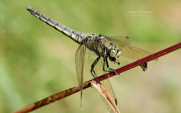 Dragonfly perched on a red stem, eating prey