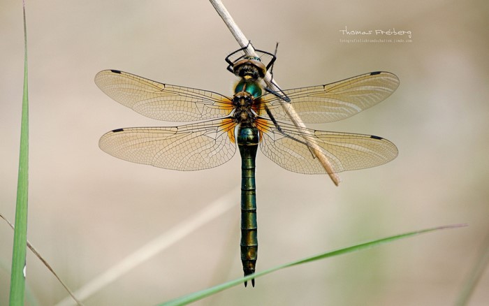 Dragonfly hanging from a branch with wings spread