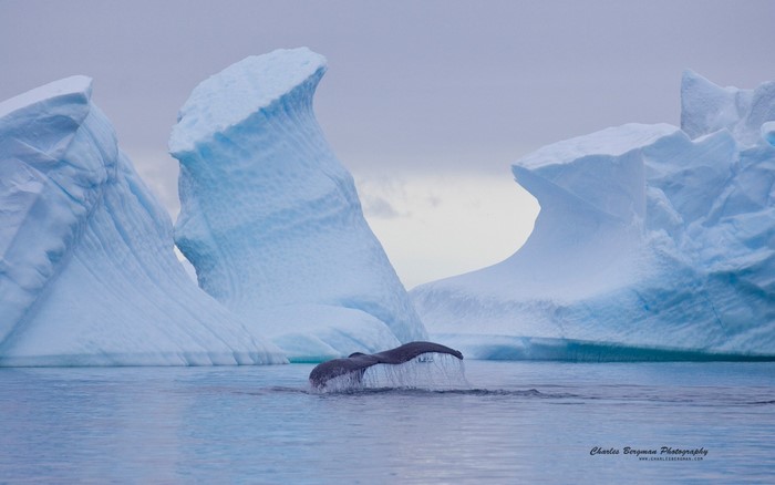 Whale tail fluke dives between icebergs in Arctic ocean