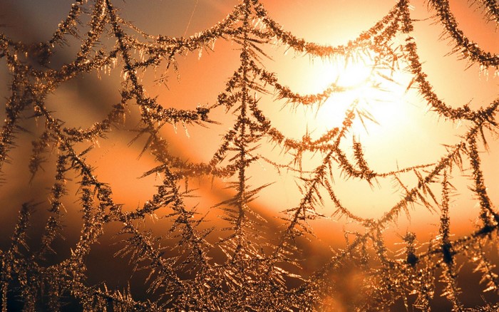 Frosty spiderweb in golden sunlight