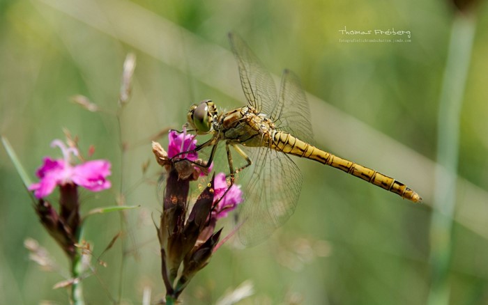 Dragonfly on a pink flower