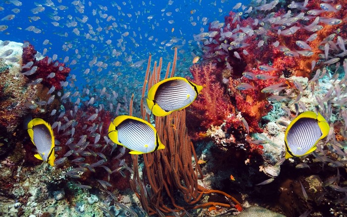 Butterflyfish swim among colorful coral reef and small fish
