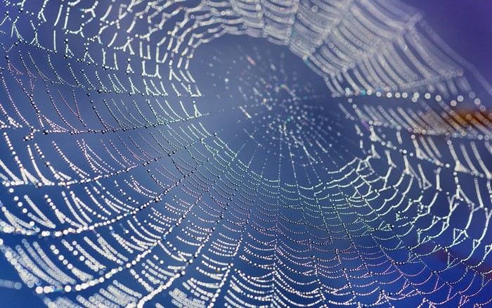 Close-up of a dew-covered spider web against a blue background