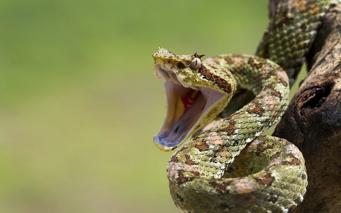 Close up of a viper snake with mouth open