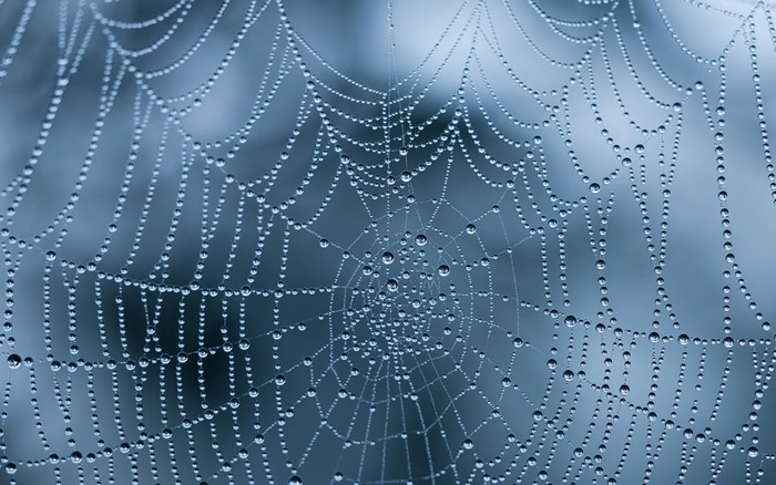 Spider web covered in water drops