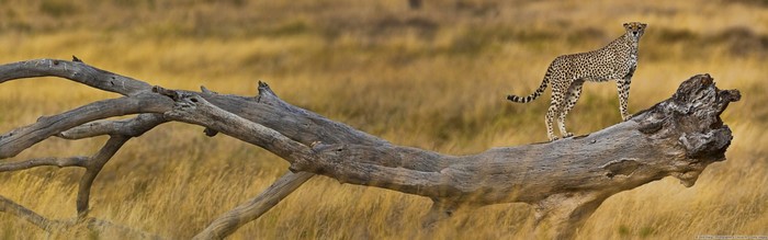 Cheetah standing on a fallen tree in a savanna