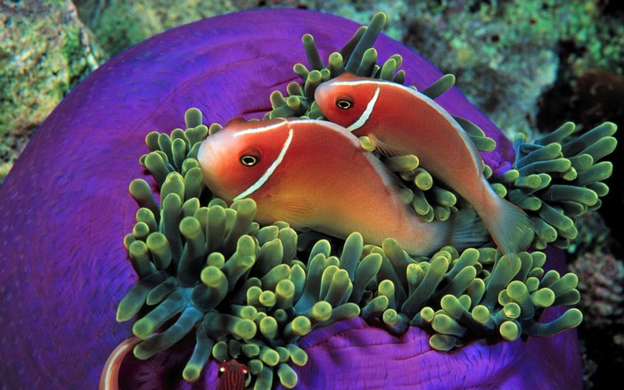 Two clownfish in a purple sea anemone