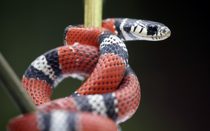Close up of a colorful snake coiled around a stem