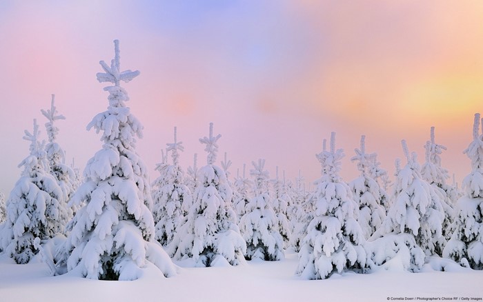 Snow-covered trees in a winter forest at sunrise