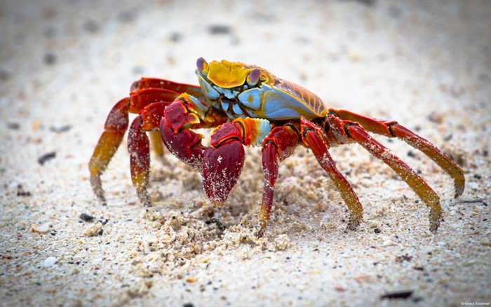 Sally Lightfoot Crab on Sandy Beach
