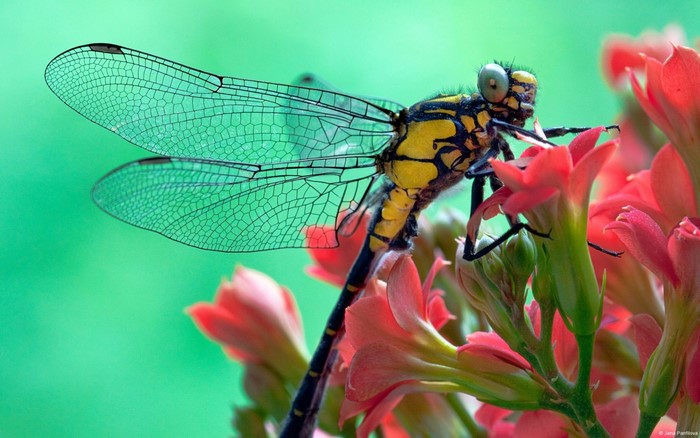 Close-up of a yellow and black dragonfly on red flowers