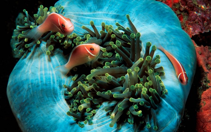Pink Anemonefish in a Sea Anemone