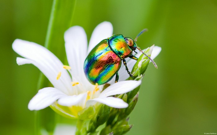 Iridescent beetle on a white flower