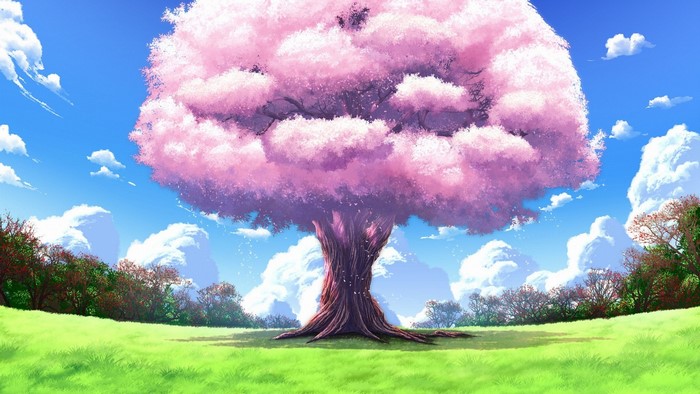 A large cherry blossom tree in a grassy field