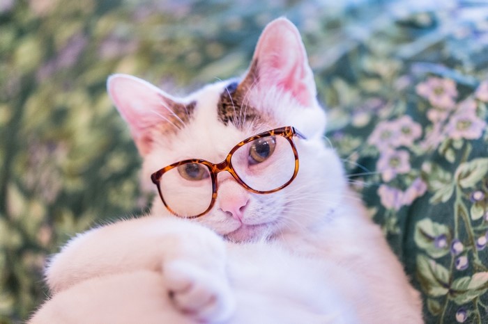 Cat wearing glasses lying on a floral background