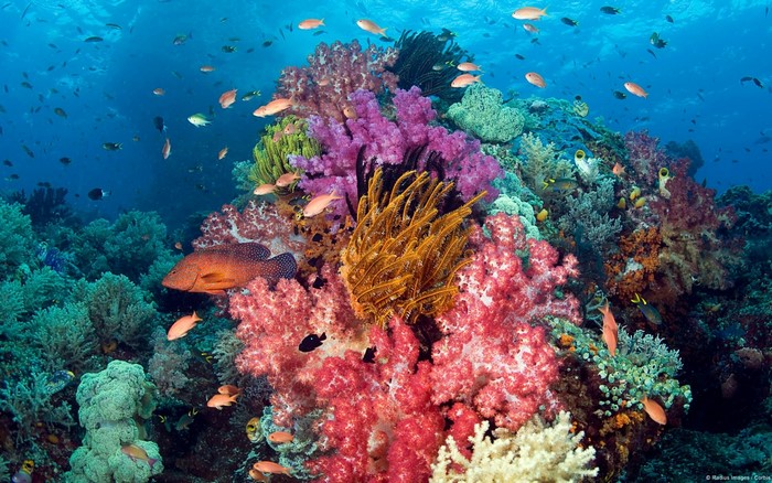 Underwater coral reef with diverse fish and marine life