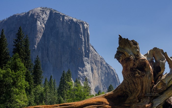 El Capitan Yosemite National Park with dead tree foreground