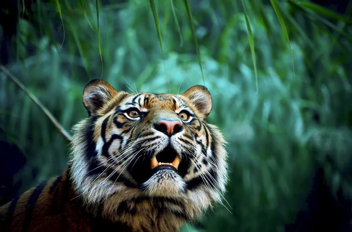 Tiger with mouth open in jungle