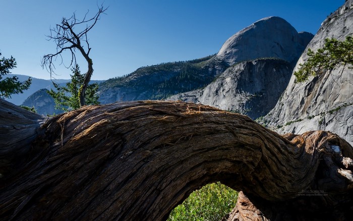 Yosemite National Park Landscape with Fallen Tree