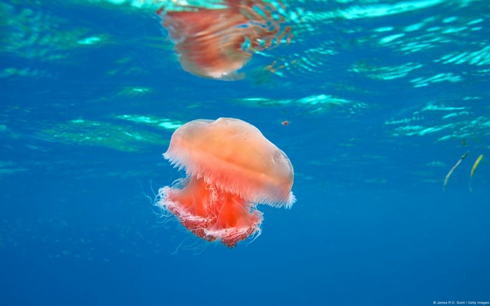 Orange jellyfish underwater with fish