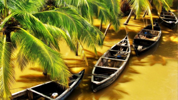 Boats moored under palm trees on a river