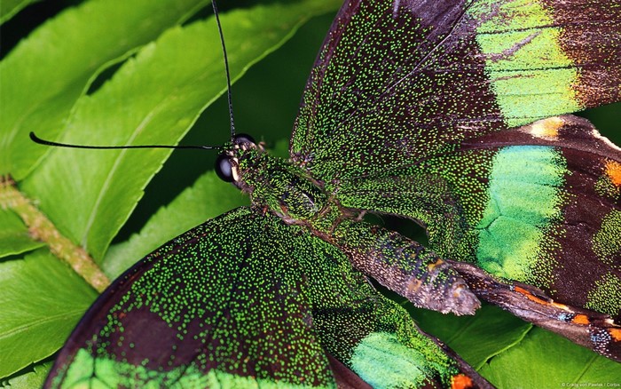 Emerald Peacock Butterfly on Green Leaves