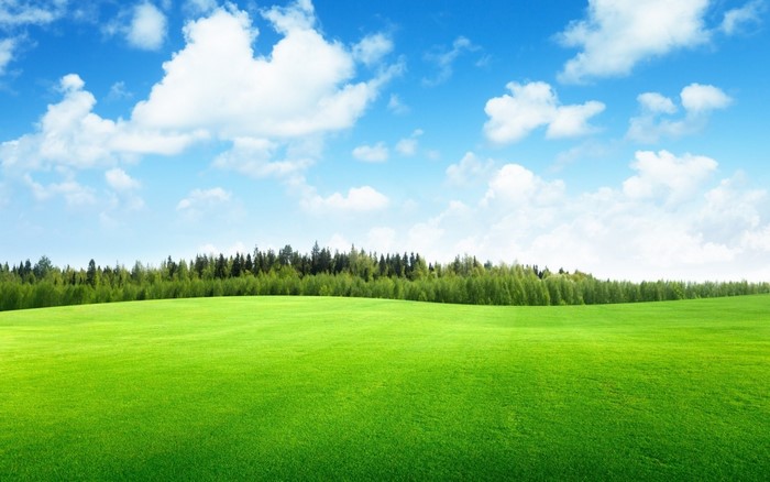 Green field with trees and blue sky