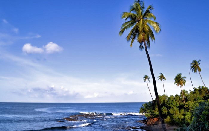 Tropical coast with palm trees and ocean