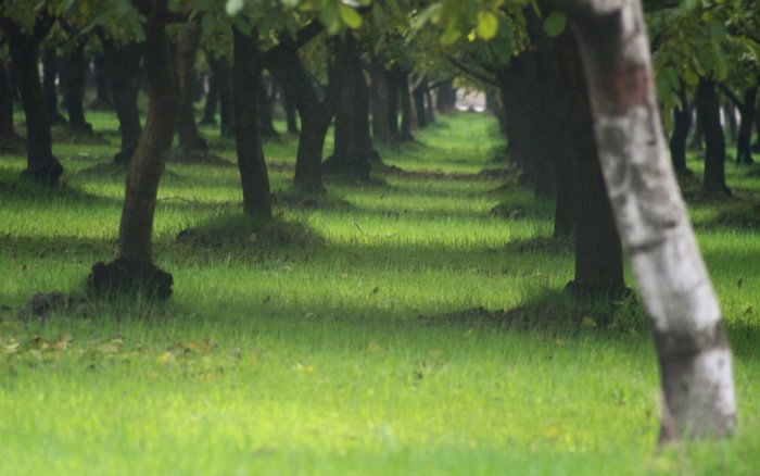 A row of trees in a grassy field with sunlight.