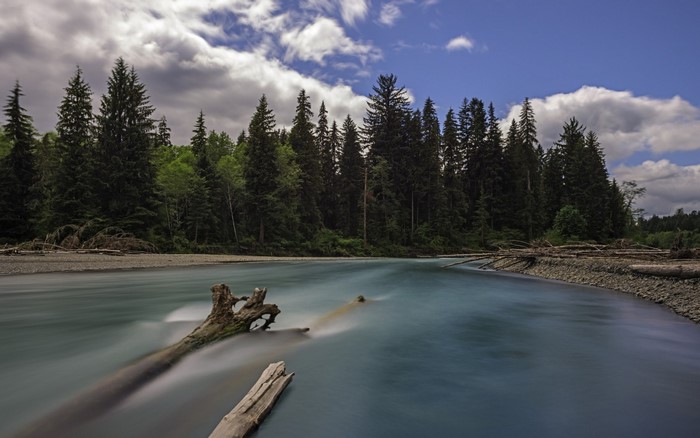 River flowing through a forest with fallen trees