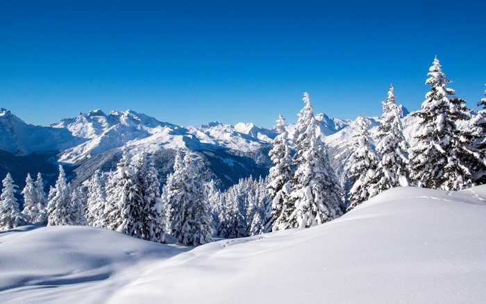 Snow-covered trees and mountains under a clear blue sky