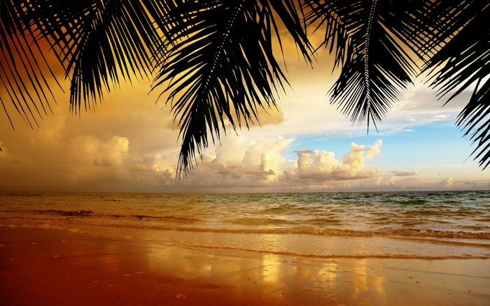 Palm trees over a beach at sunset