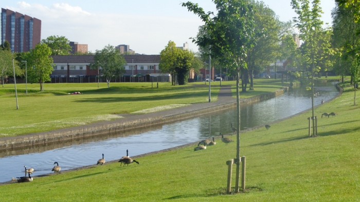 Geese by a canal in a park with cityscape background