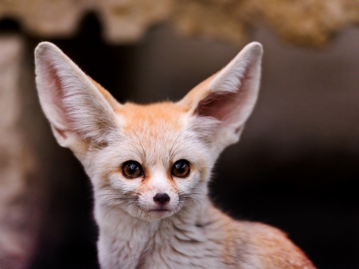 Close up of a fennec fox with large ears