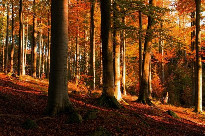 Sunlight filtering through autumn trees in a forest