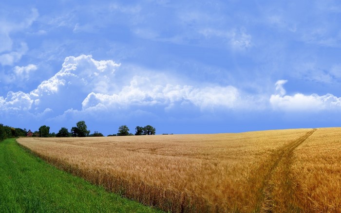 Wheat field under a blue sky with clouds