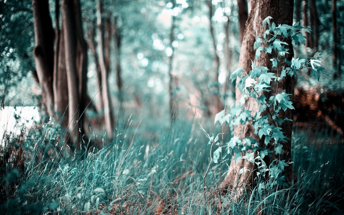Forest with trees and grass