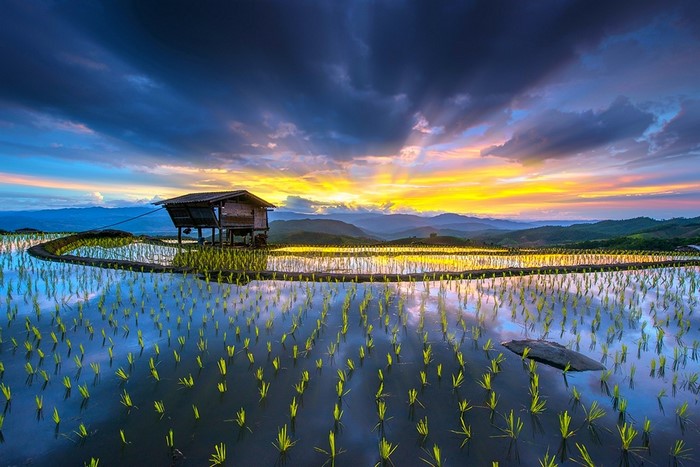 Rice paddy terraces at sunset with a hut and mountains