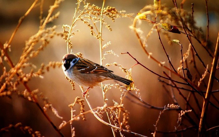 Sparrow perched on a dry branch in sunlight